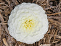 Petra's Wedding Dahlia Tuber