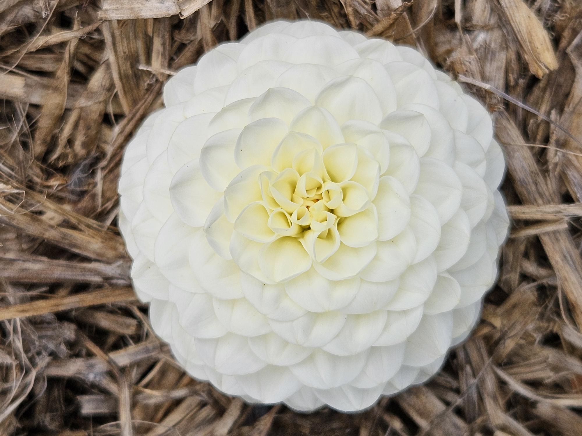 Petra's Wedding Dahlia Tuber