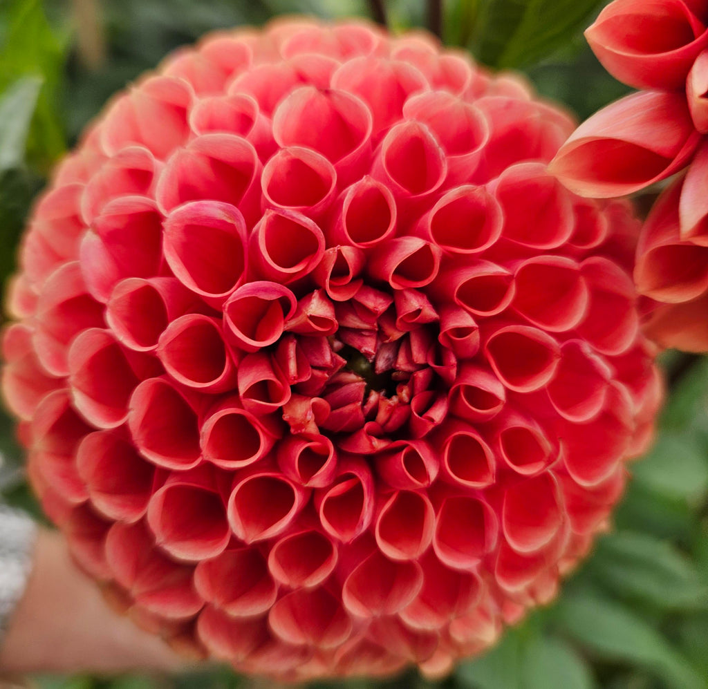 Cornel Bronze Dahlia Tuber