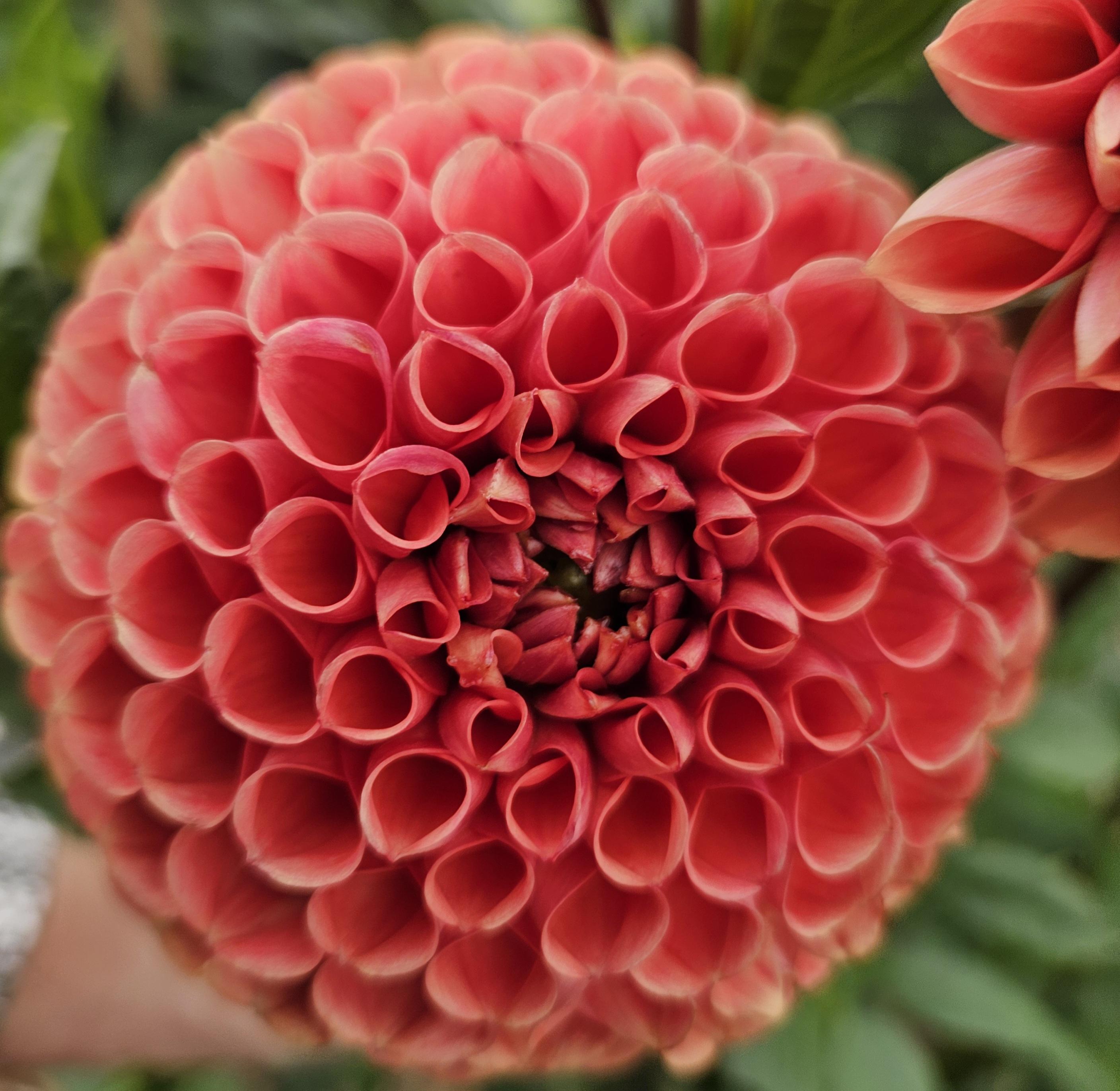 Cornel Bronze Dahlia Tuber