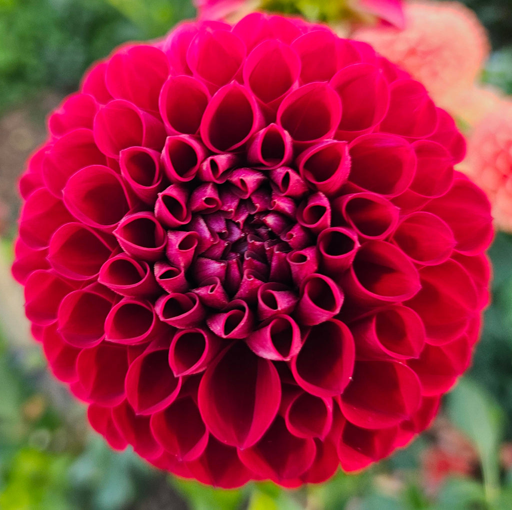 Cornel Dahlia Tuber