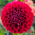 Cornel Dahlia Tuber