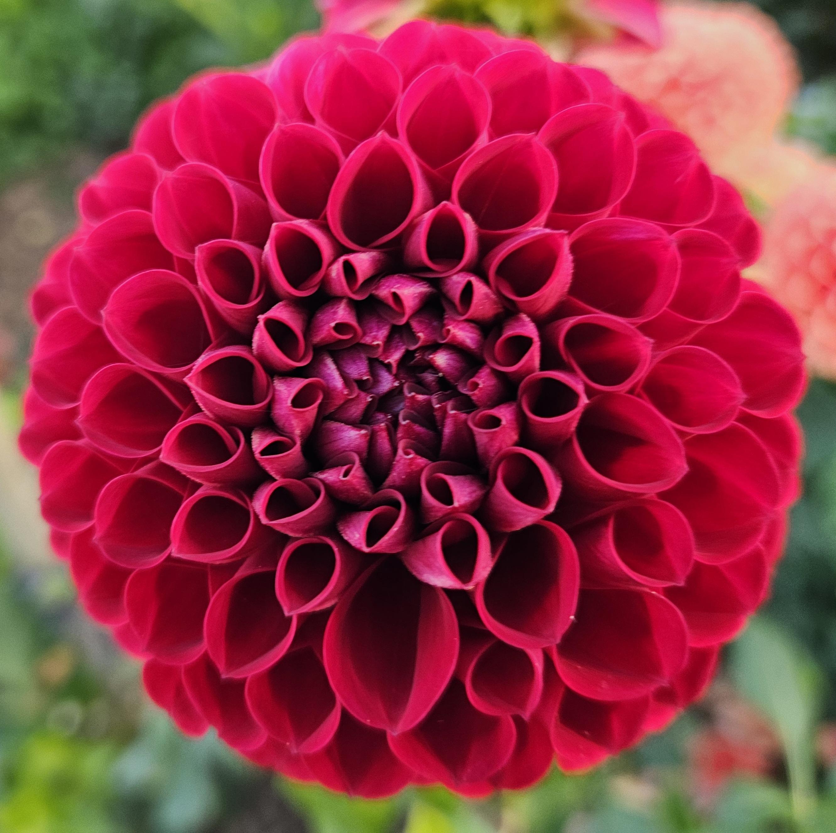 Cornel Dahlia Tuber