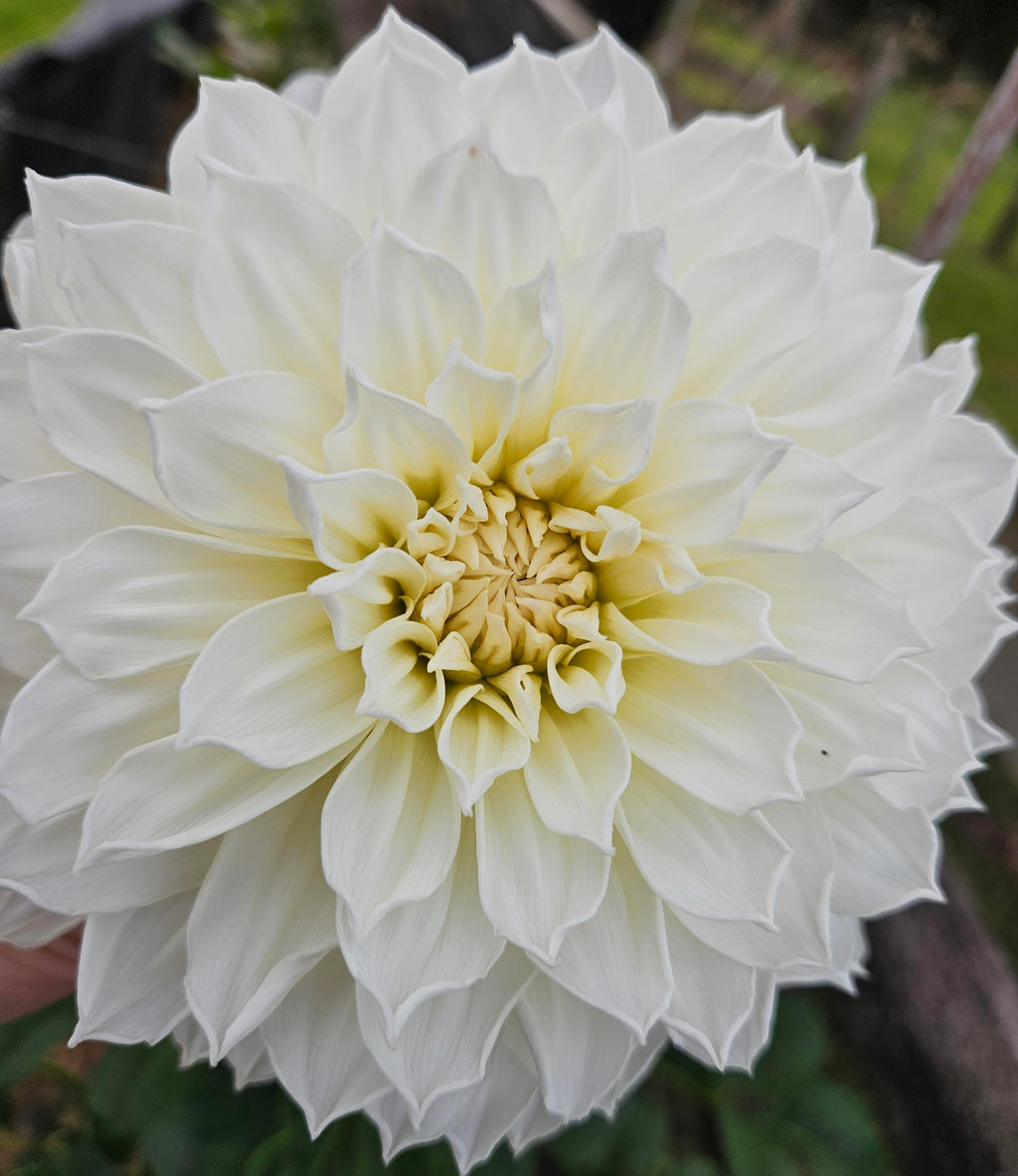 Centre Court Dahlia Tuber
