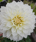 Centre Court Dahlia Tuber