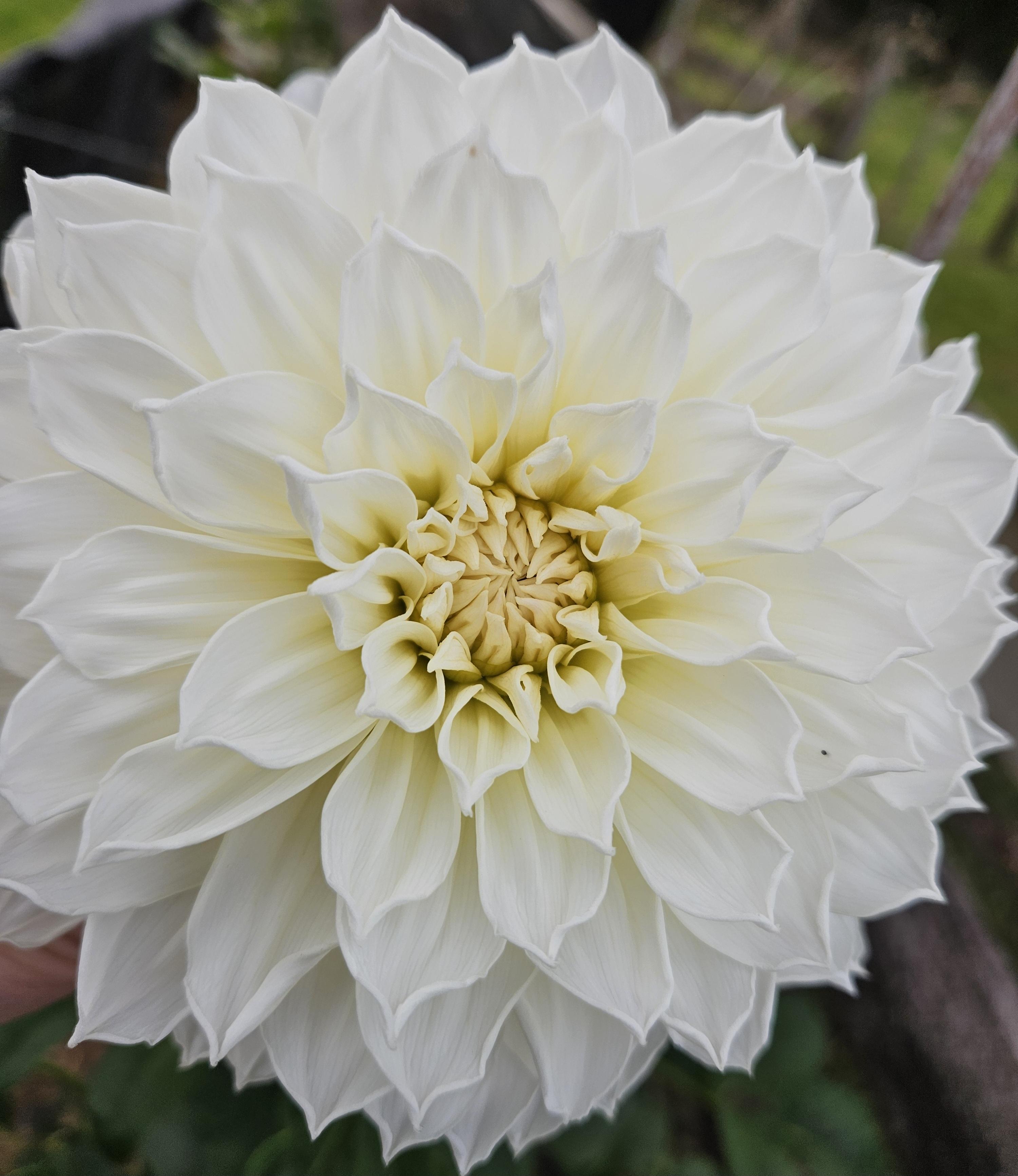 Centre Court Dahlia Tuber