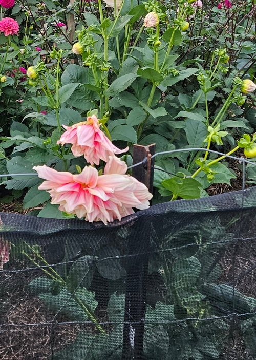 Breakout Dahlia Tuber