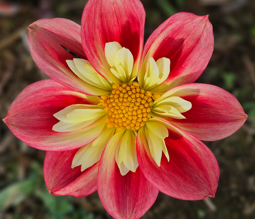 Rural Jenny Dahlia Tuber