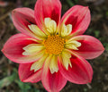 Rural Jenny Dahlia Tuber