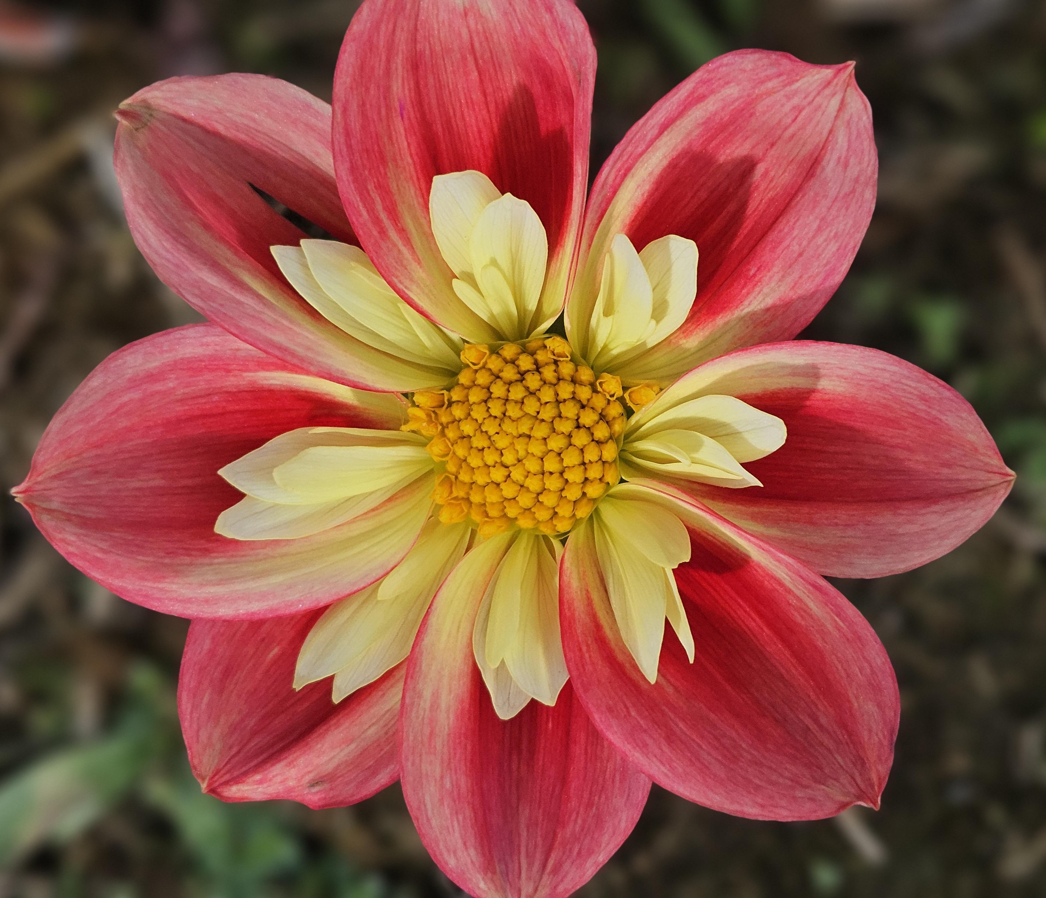 Rural Jenny Dahlia Tuber