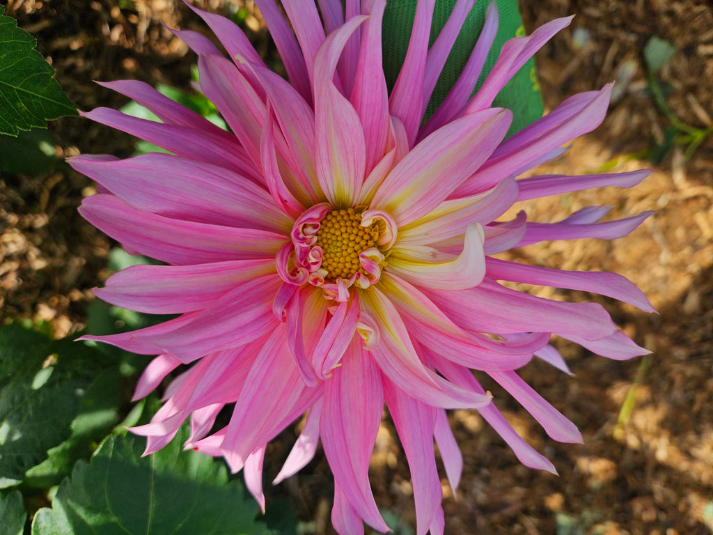 Holly Hill Cotton Candy Dahlia Tuber