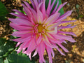 Holly Hill Cotton Candy Dahlia Tuber