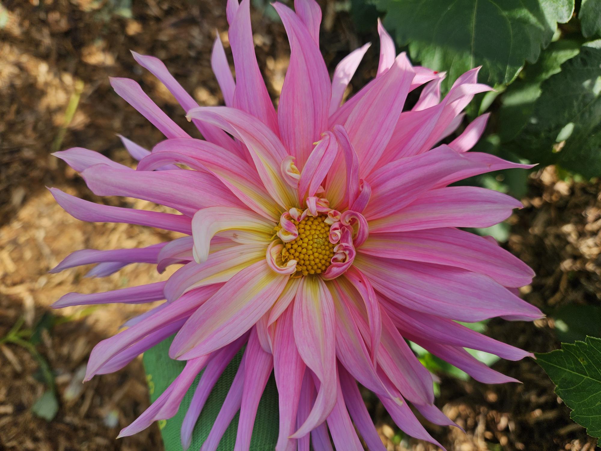 Holly Hill Cotton Candy Dahlia Tuber