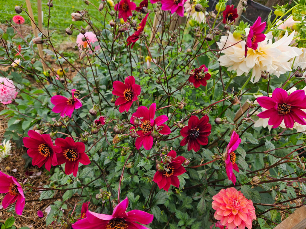 Mystic Wizard Dahlia Tuber