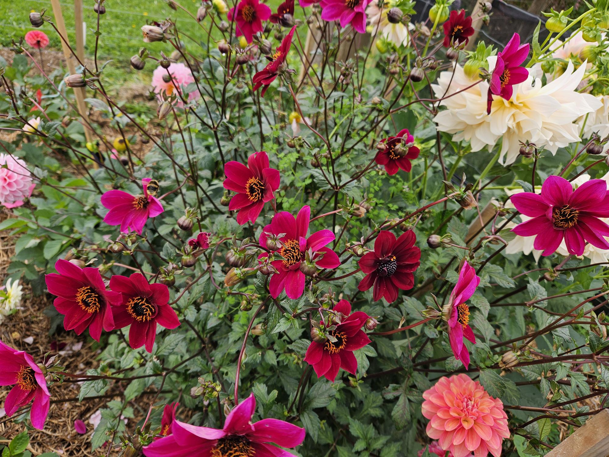 Mystic Wizard Dahlia Tuber