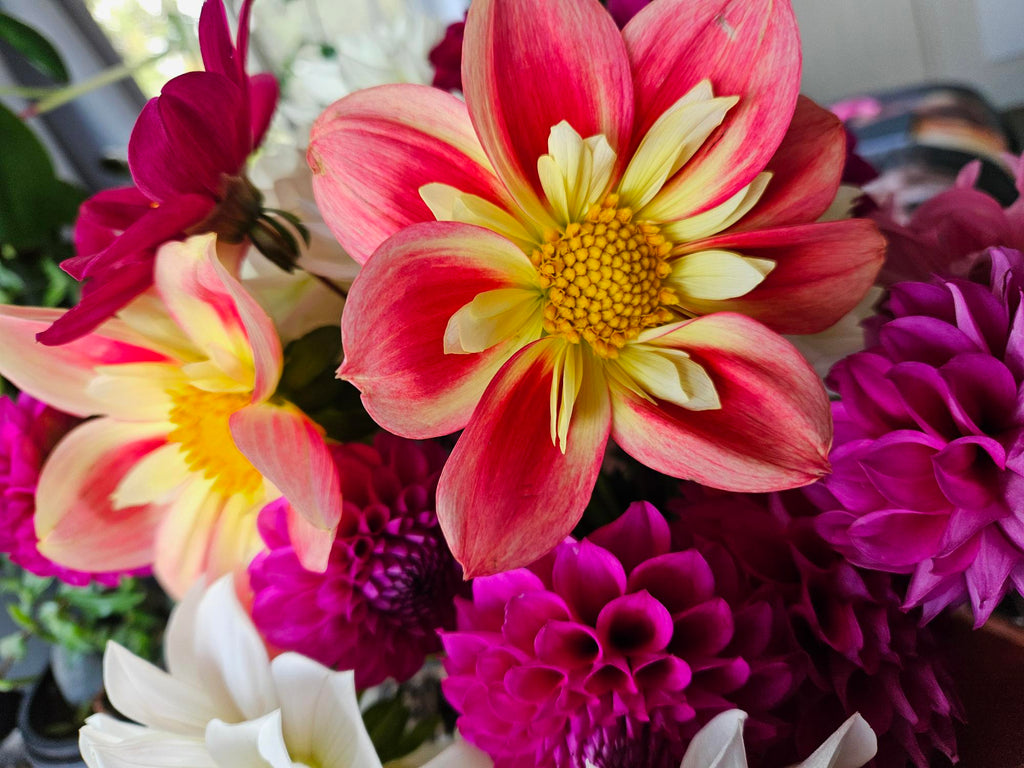 Rural Jenny Dahlia Tuber