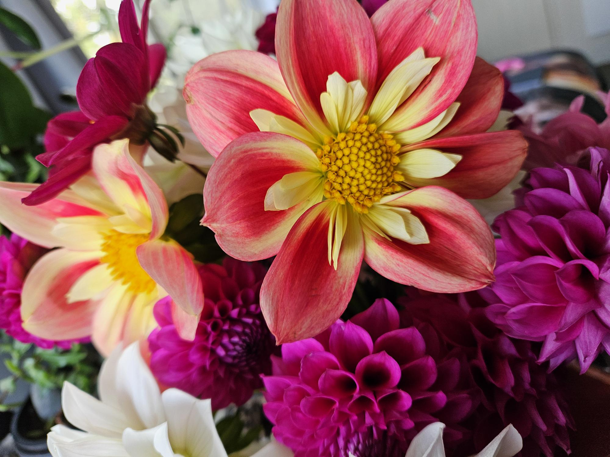 Rural Jenny Dahlia Tuber