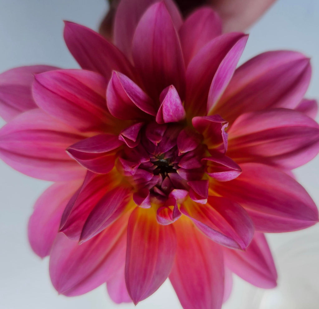 Twiggy Dahlia Tuber