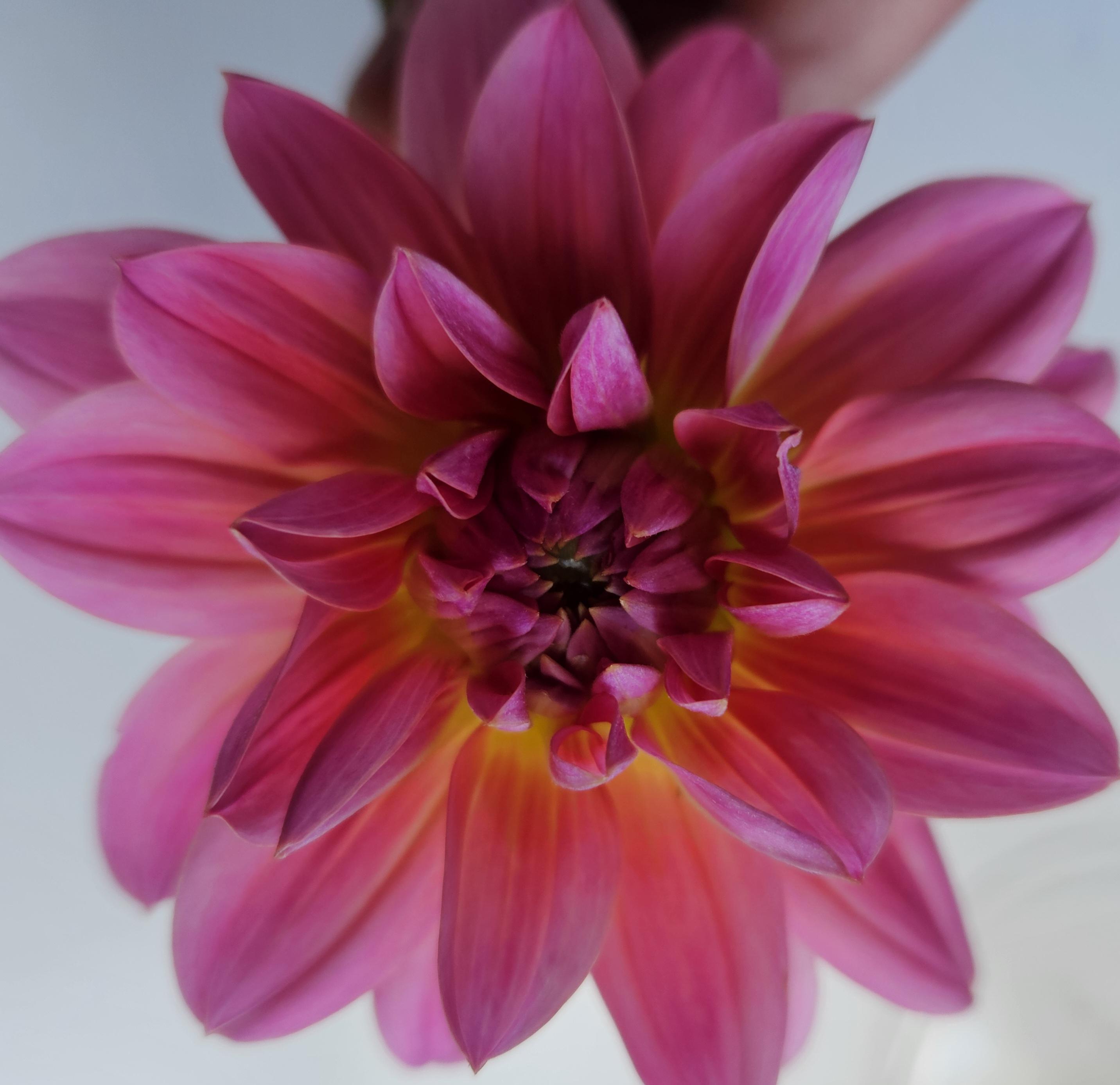 Twiggy Dahlia Tuber