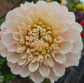 Sweet Nathalie Dahlia Tuber