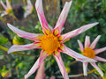 Honka Fragile Dahlia Tuber