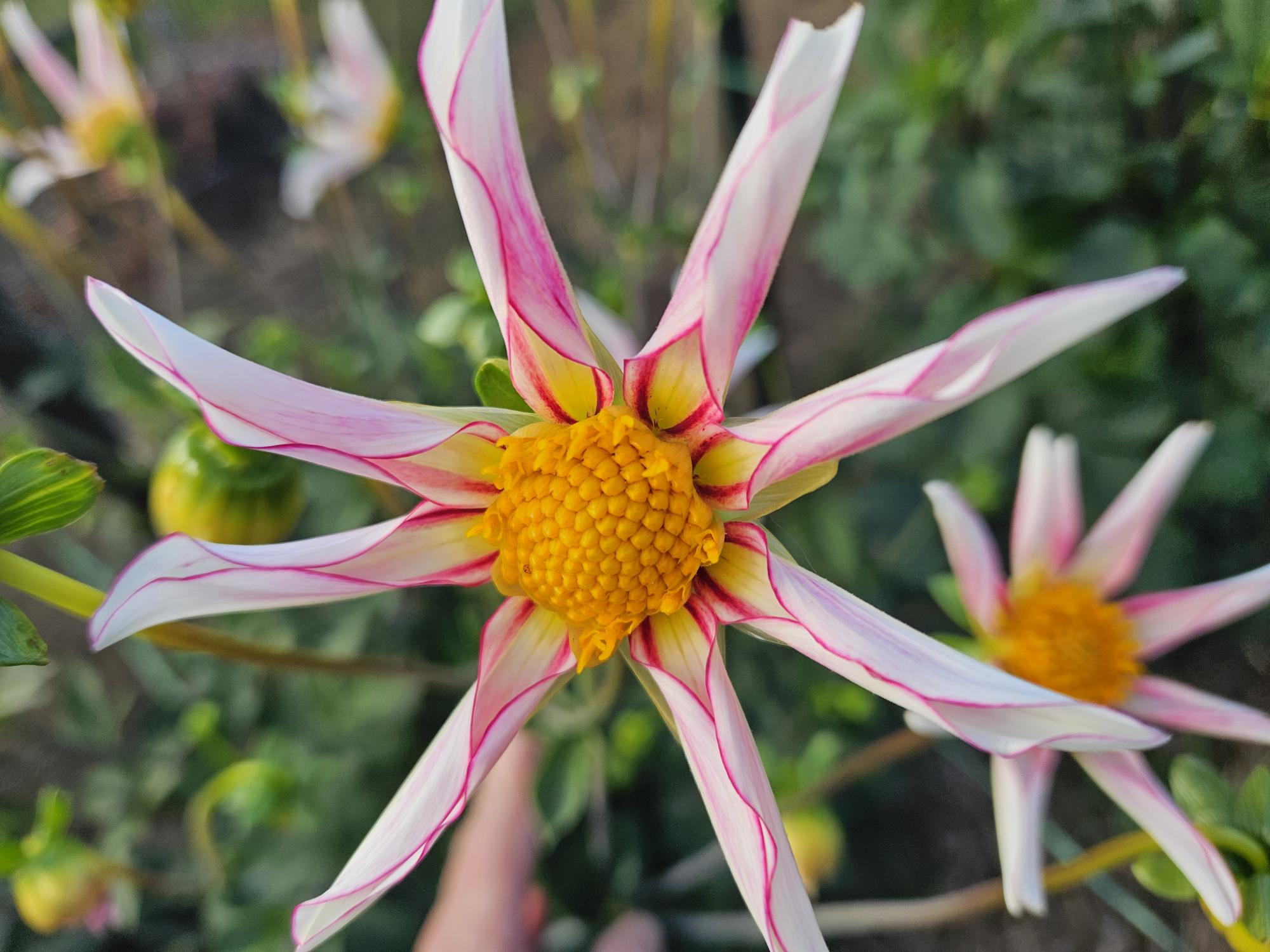 Honka Fragile Dahlia Tuber
