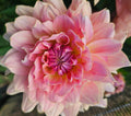 Joel's Favourite Dahlia Tuber