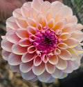 Wine Eyed Jill Dahlia Tuber