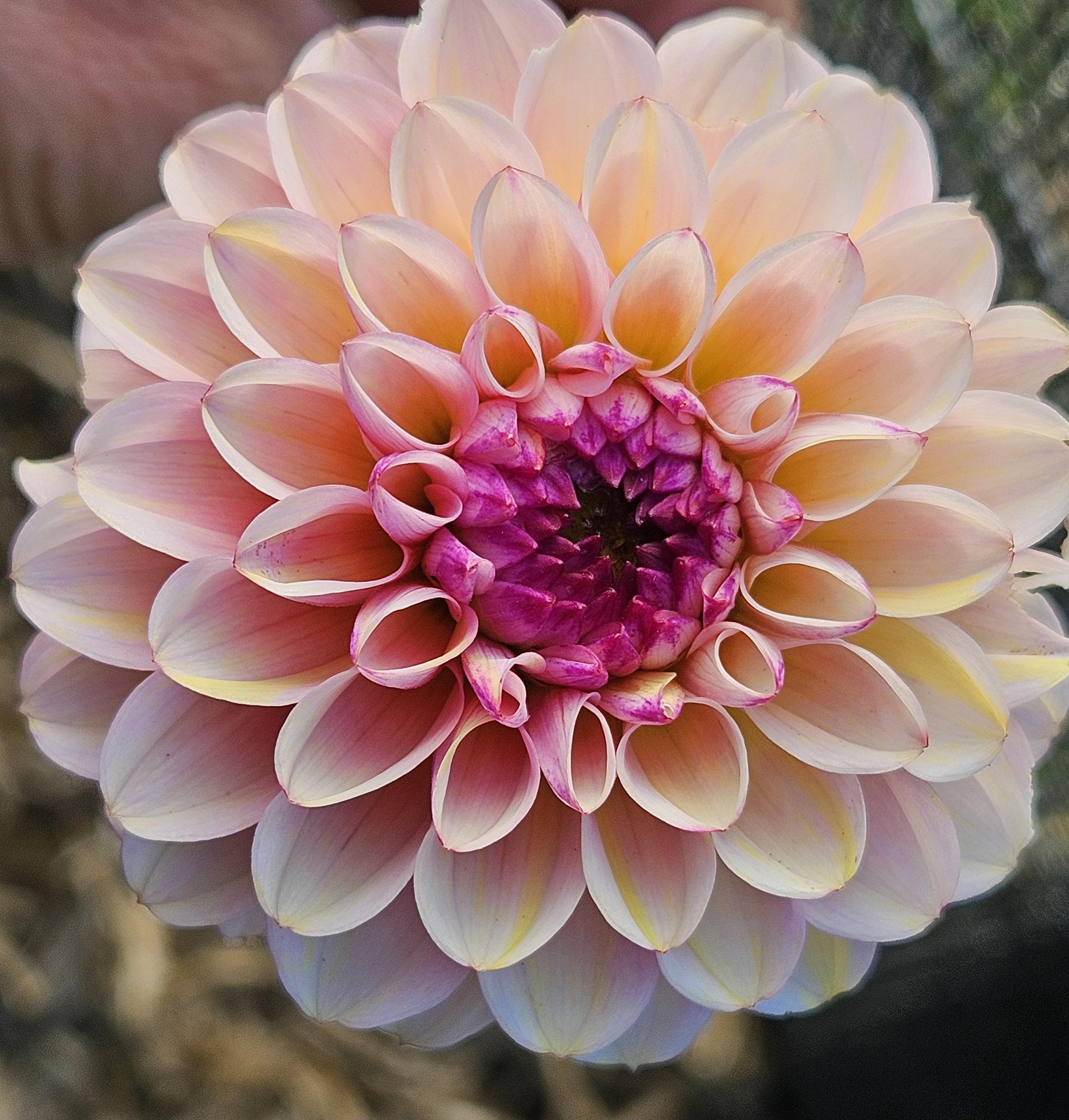 Wine Eyed Jill Dahlia Tuber