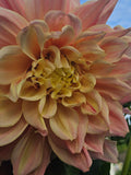 Breakout Dahlia Tuber