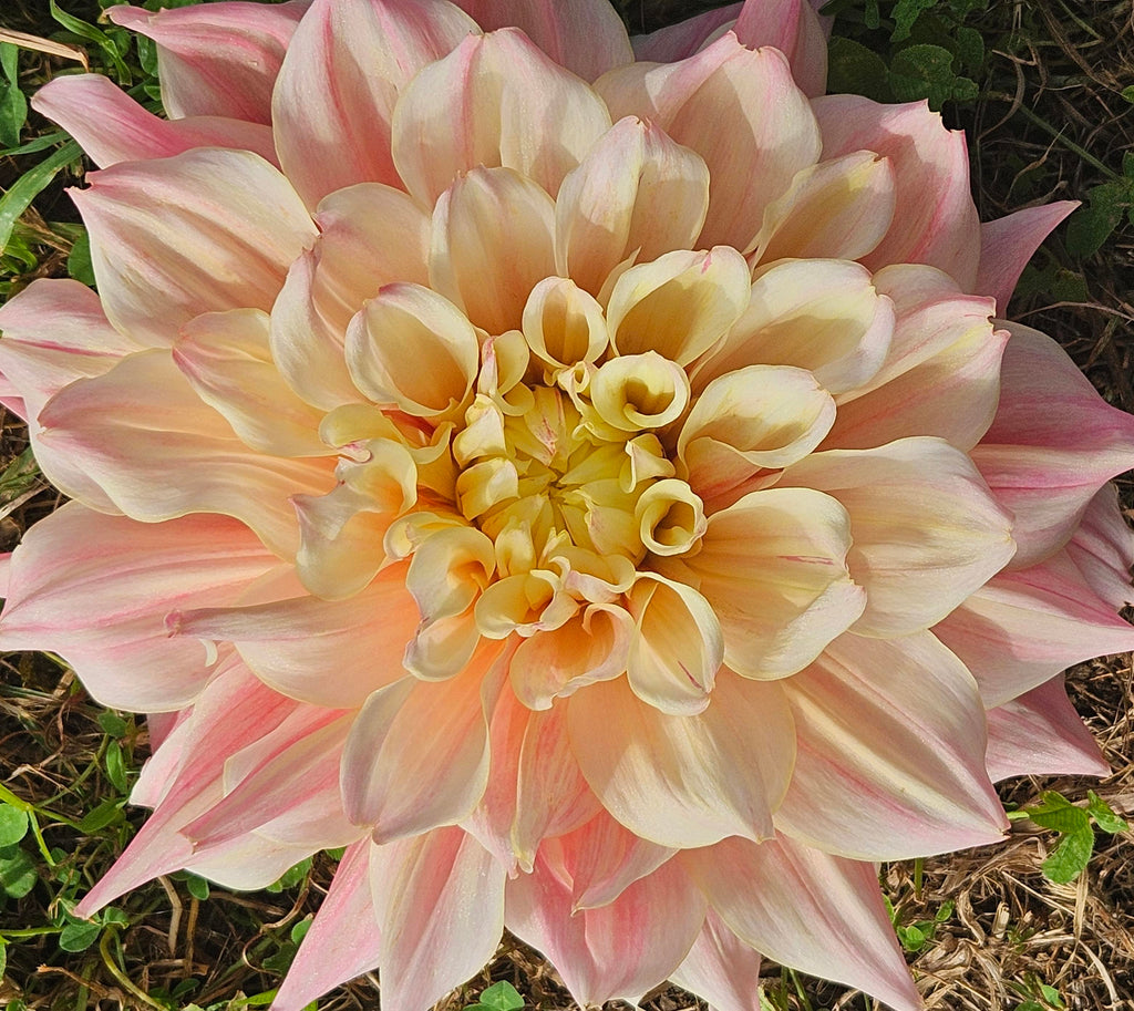 Breakout Dahlia Tuber