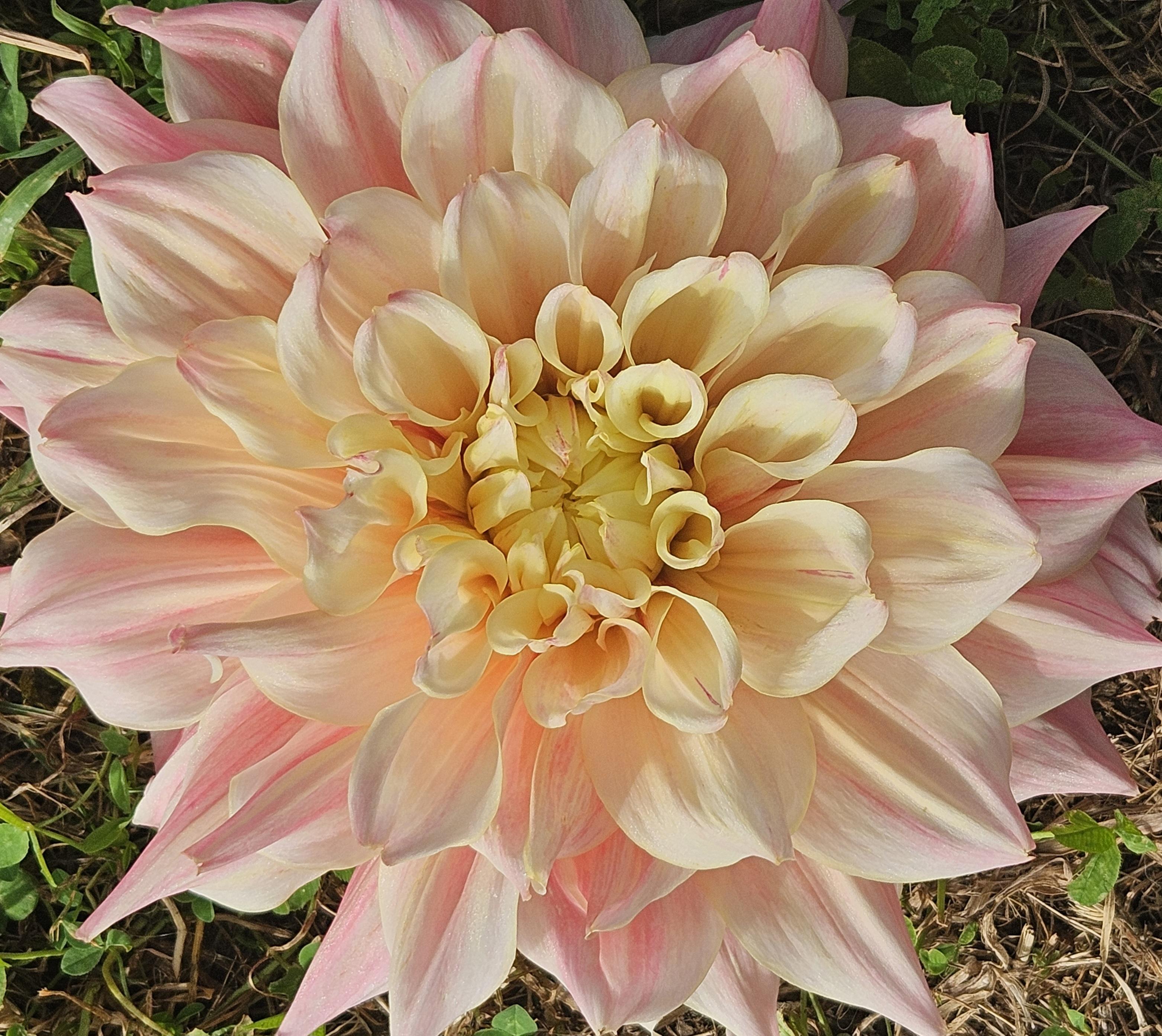 Breakout Dahlia Tuber