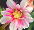 Pink Perception Dahlia Tuber