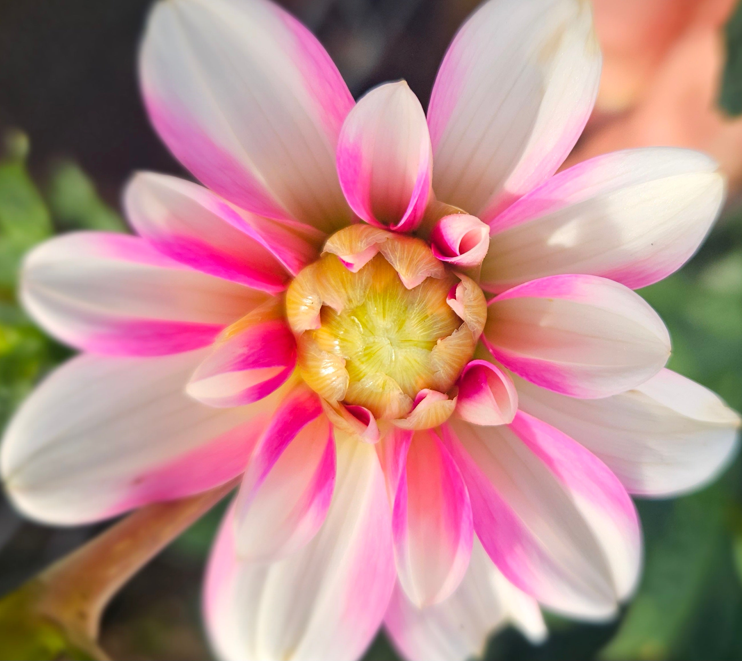 Pink Perception Dahlia Tuber