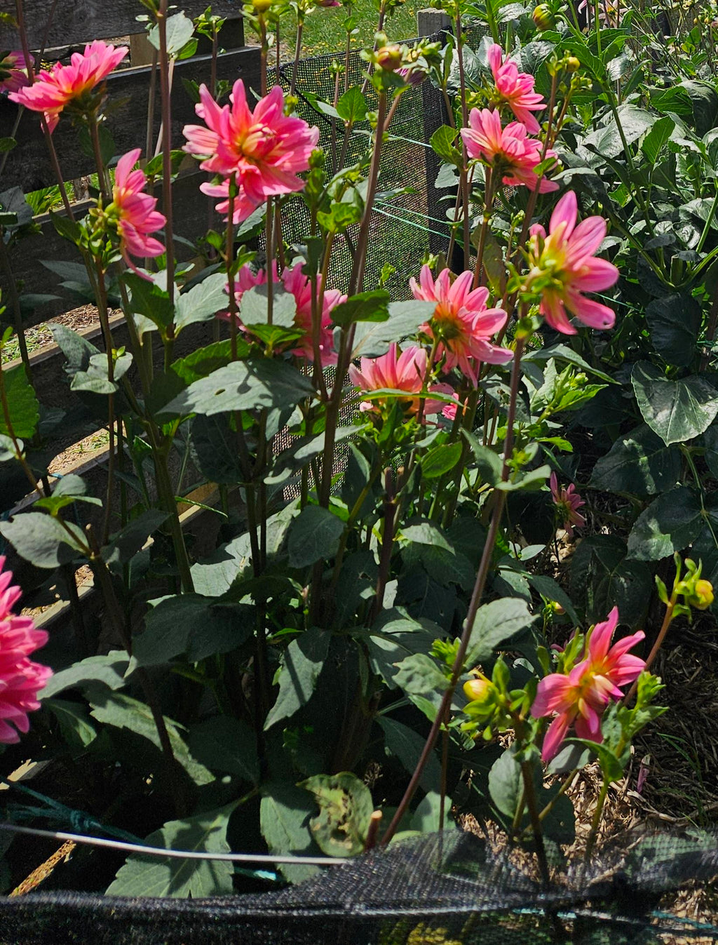 Twiggy Dahlia Tuber