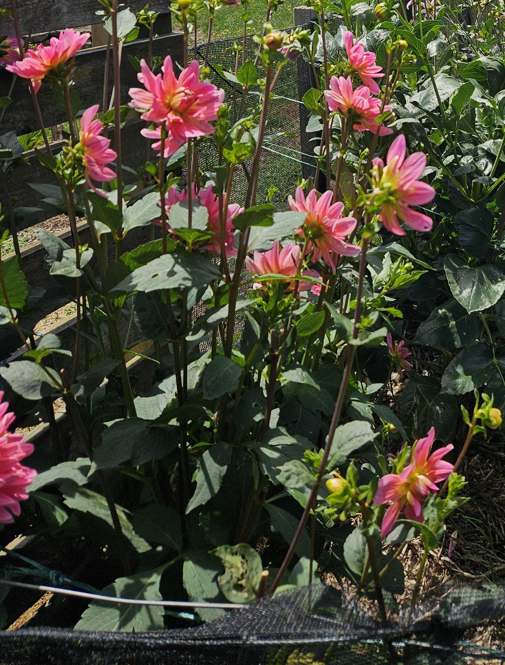Twiggy Dahlia Tuber