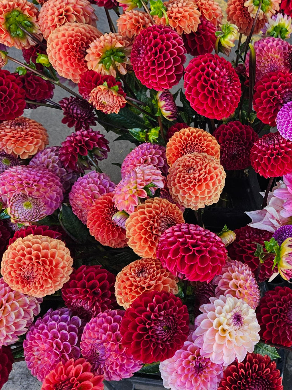 Cornel Bronze Dahlia Tuber