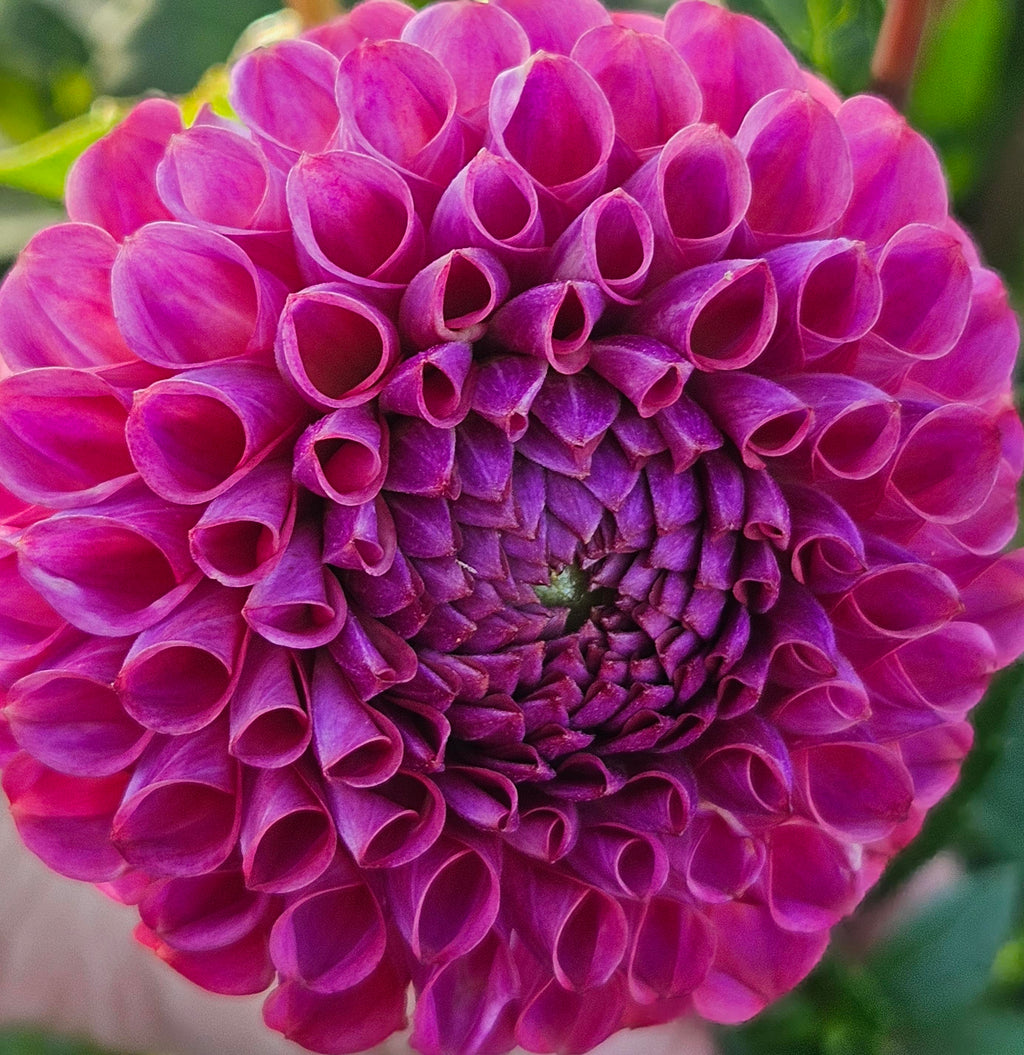 Caitlyn's Joy Dahlia Tuber