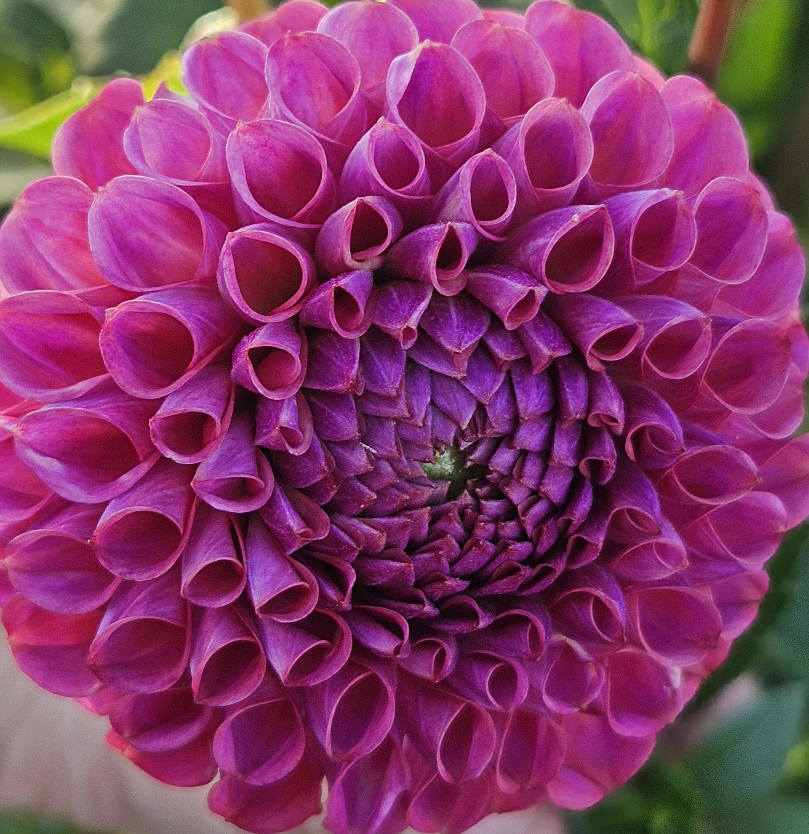 Caitlyn's Joy Dahlia Tuber