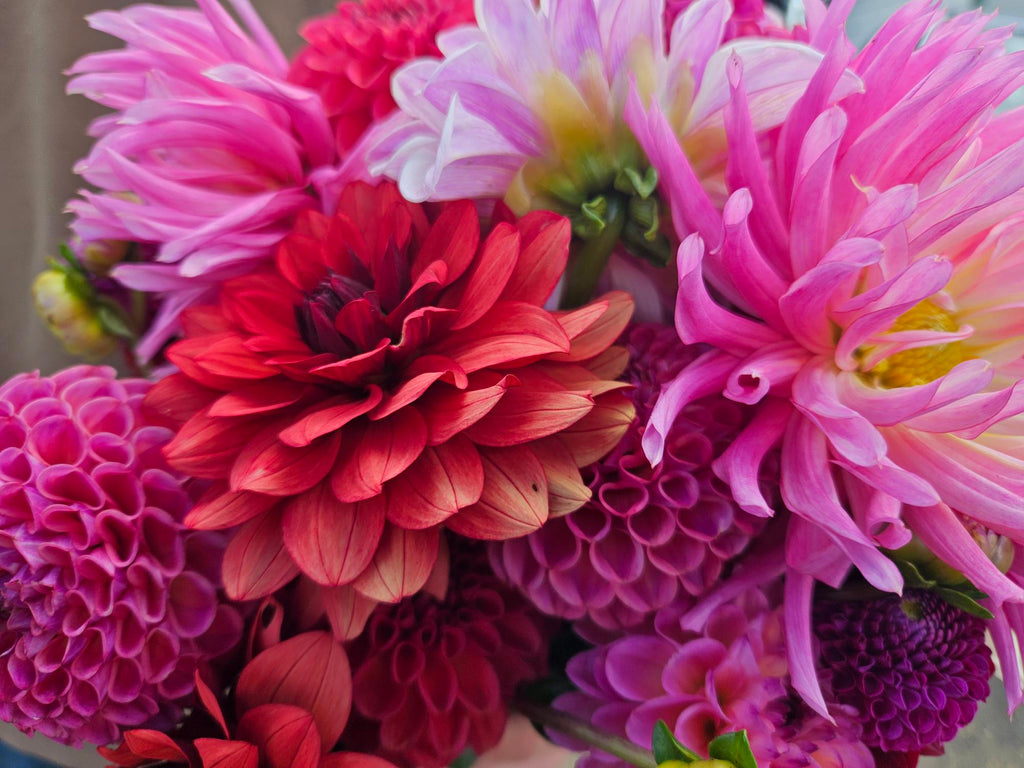 Holly Hill Cotton Candy Dahlia Tuber