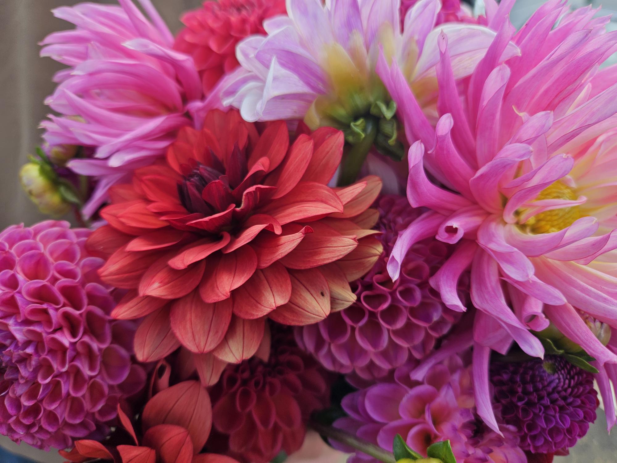 Holly Hill Cotton Candy Dahlia Tuber
