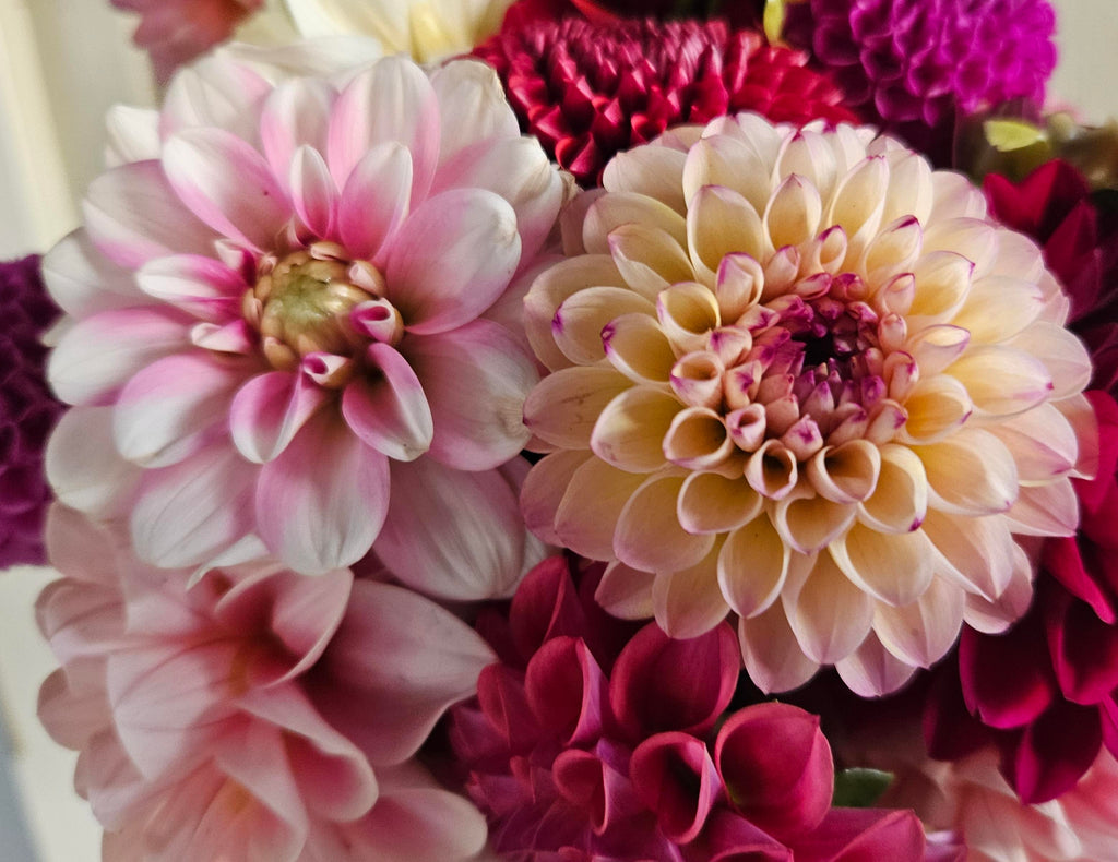 Pink Perception Dahlia Tuber