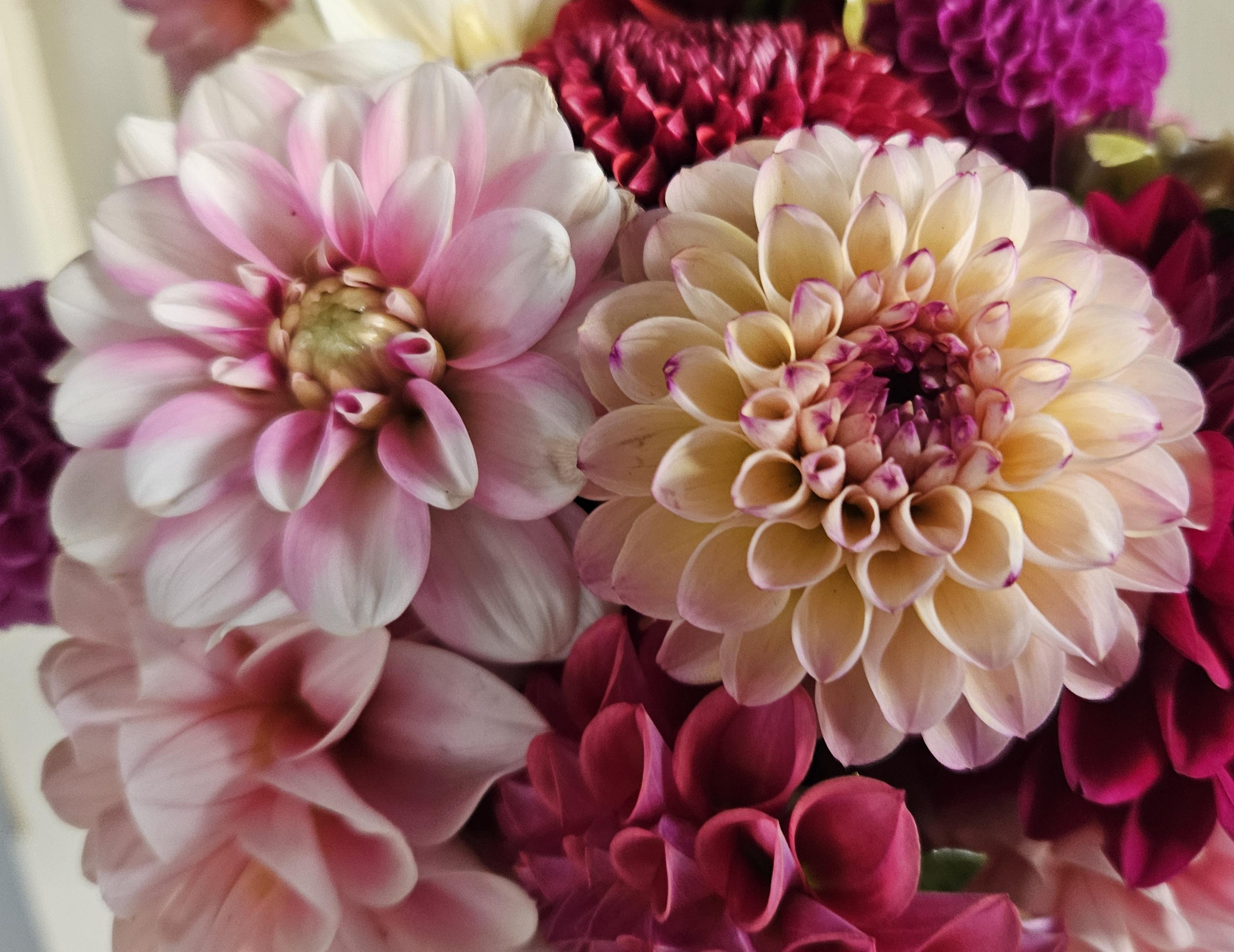 Pink Perception Dahlia Tuber