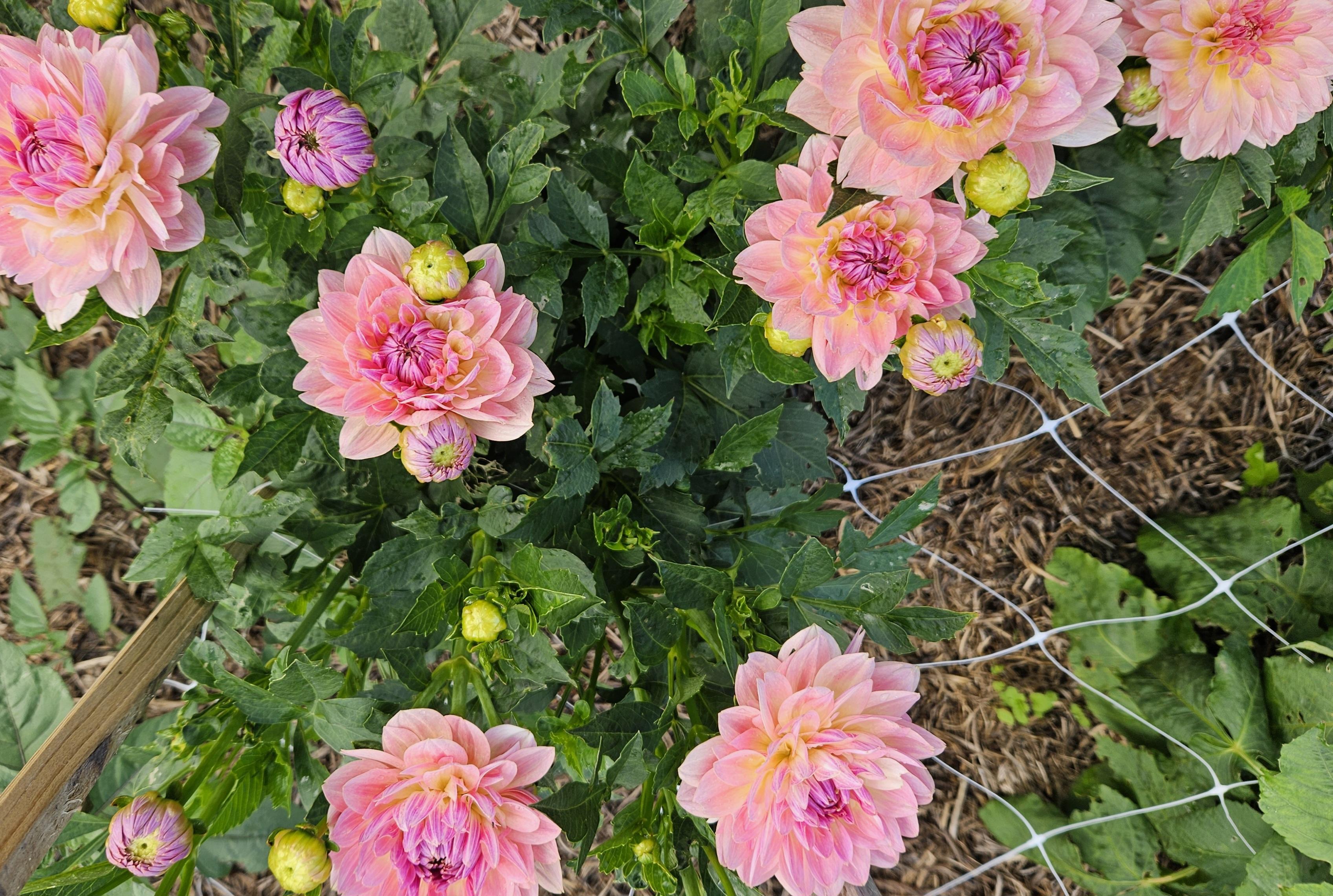 Joel's Favourite Dahlia Tuber