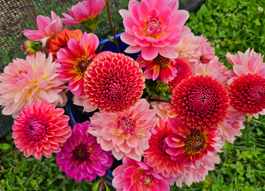 Cornel Bronze Dahlia Tuber