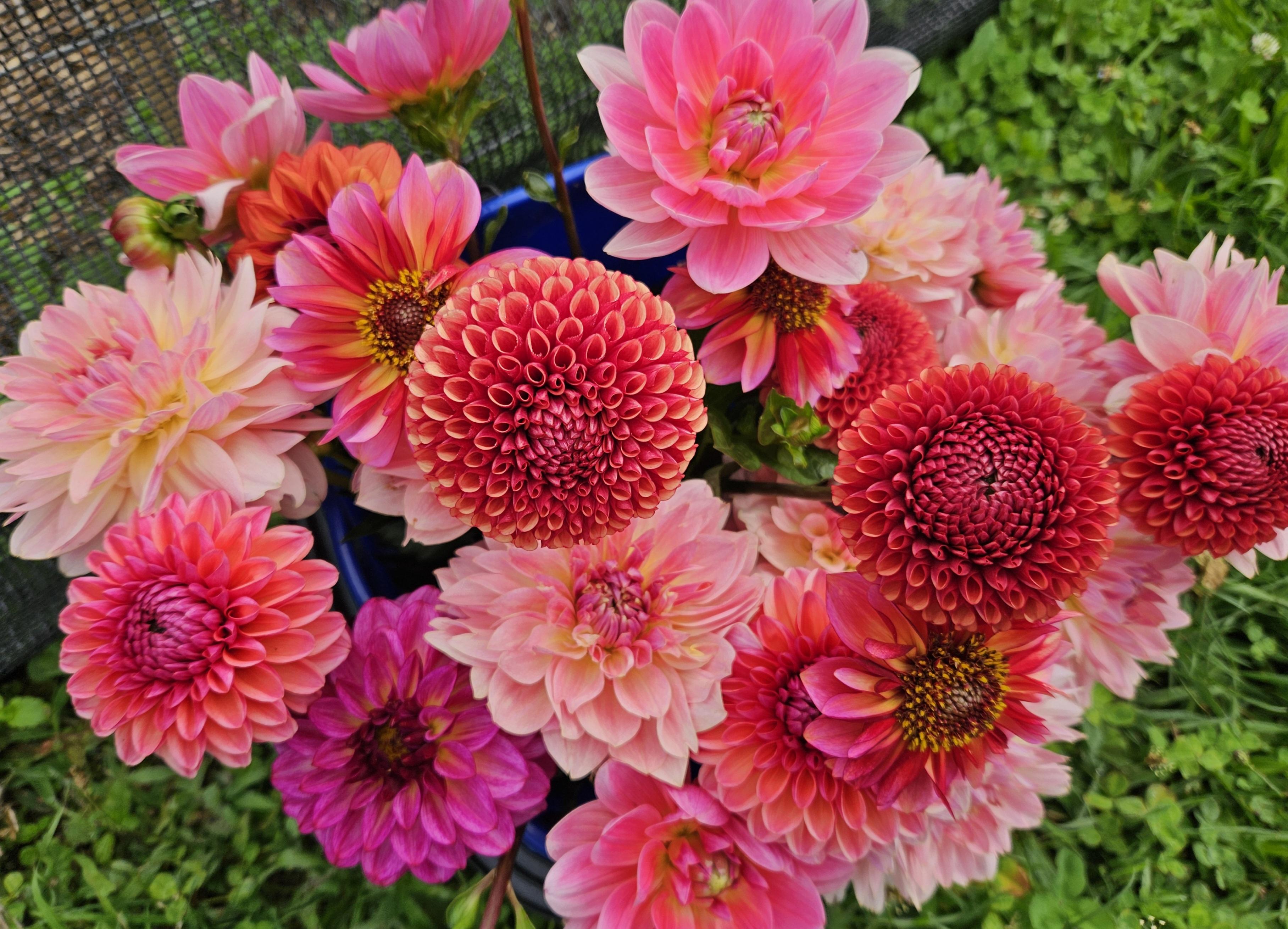Cornel Bronze Dahlia Tuber