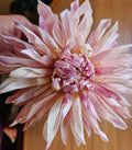 Cafe De  Paris Dahlia Tuber