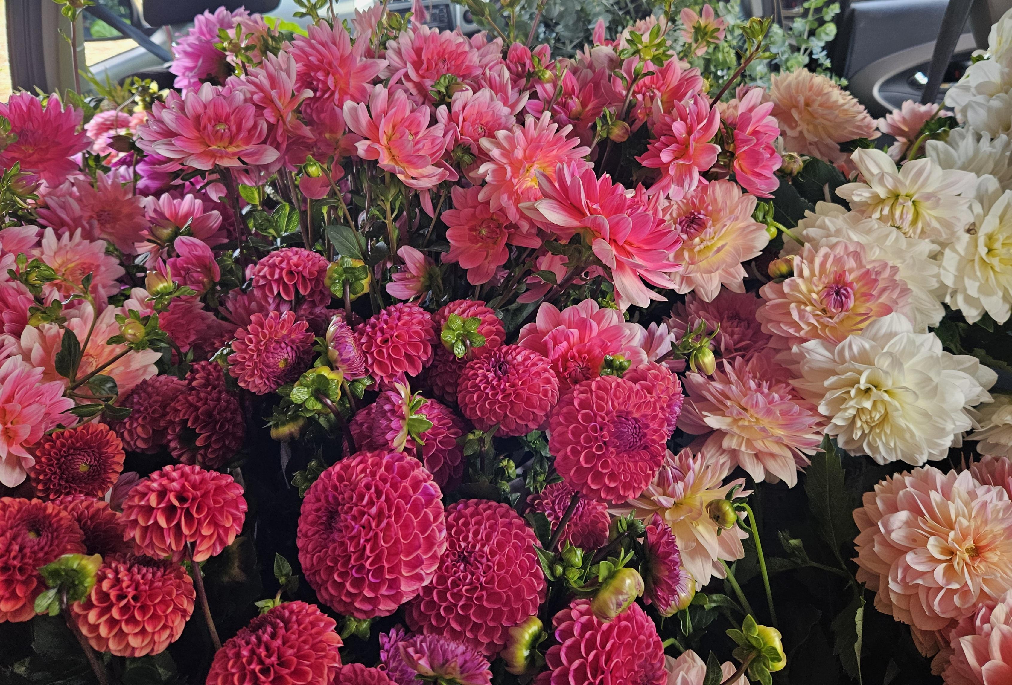 Lucky Dip Tubers