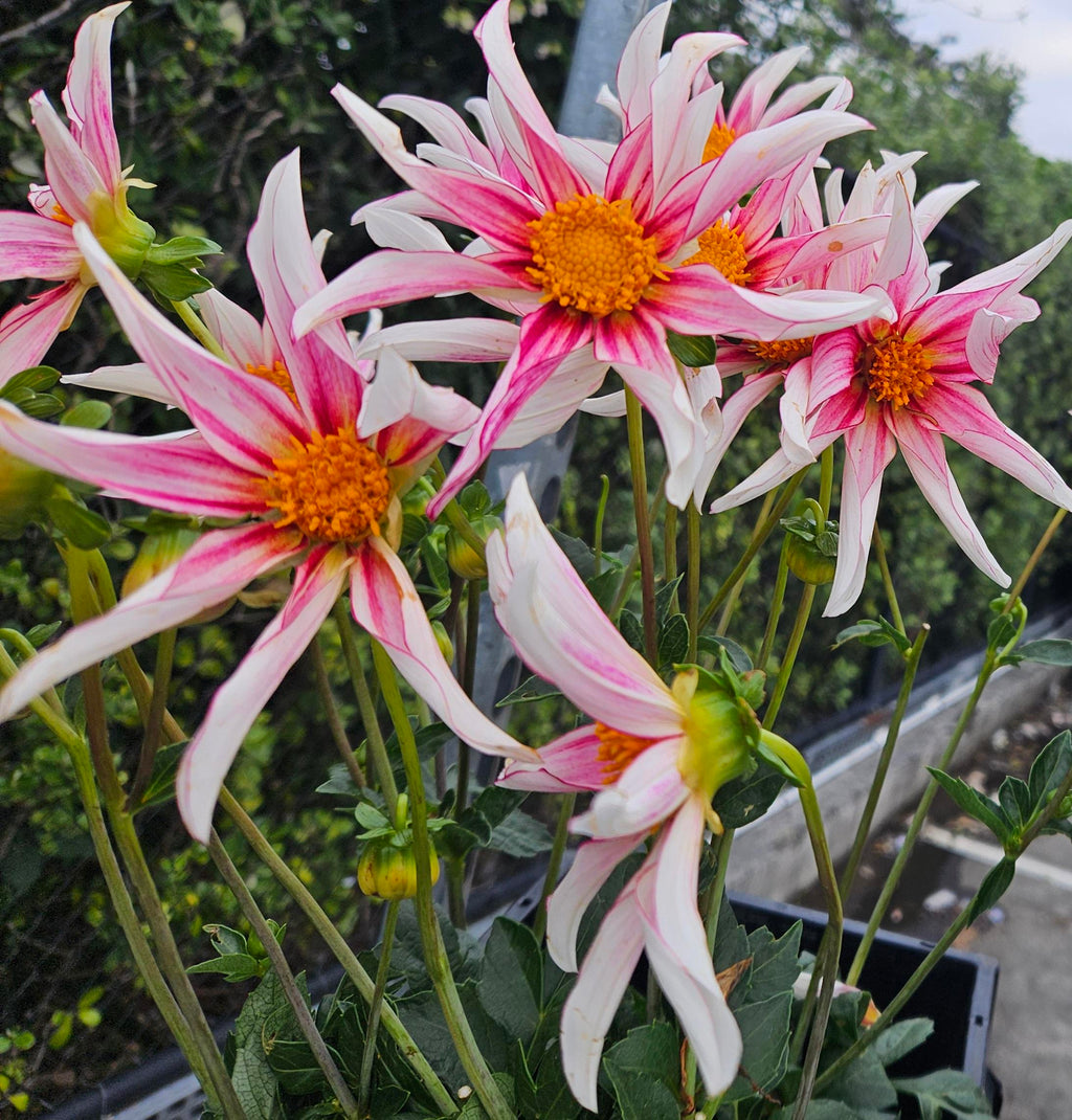 Honka Fragile Dahlia Tuber