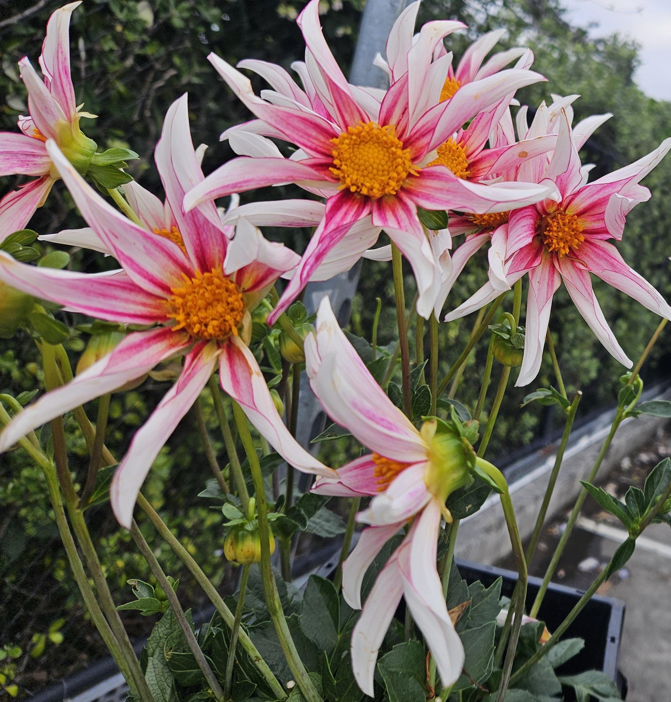 Honka Fragile Dahlia Tuber